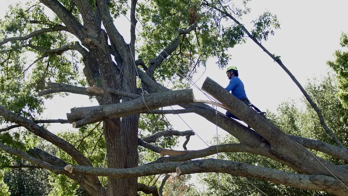 Professional Crown Thinning performed by certified arborists in Haworth