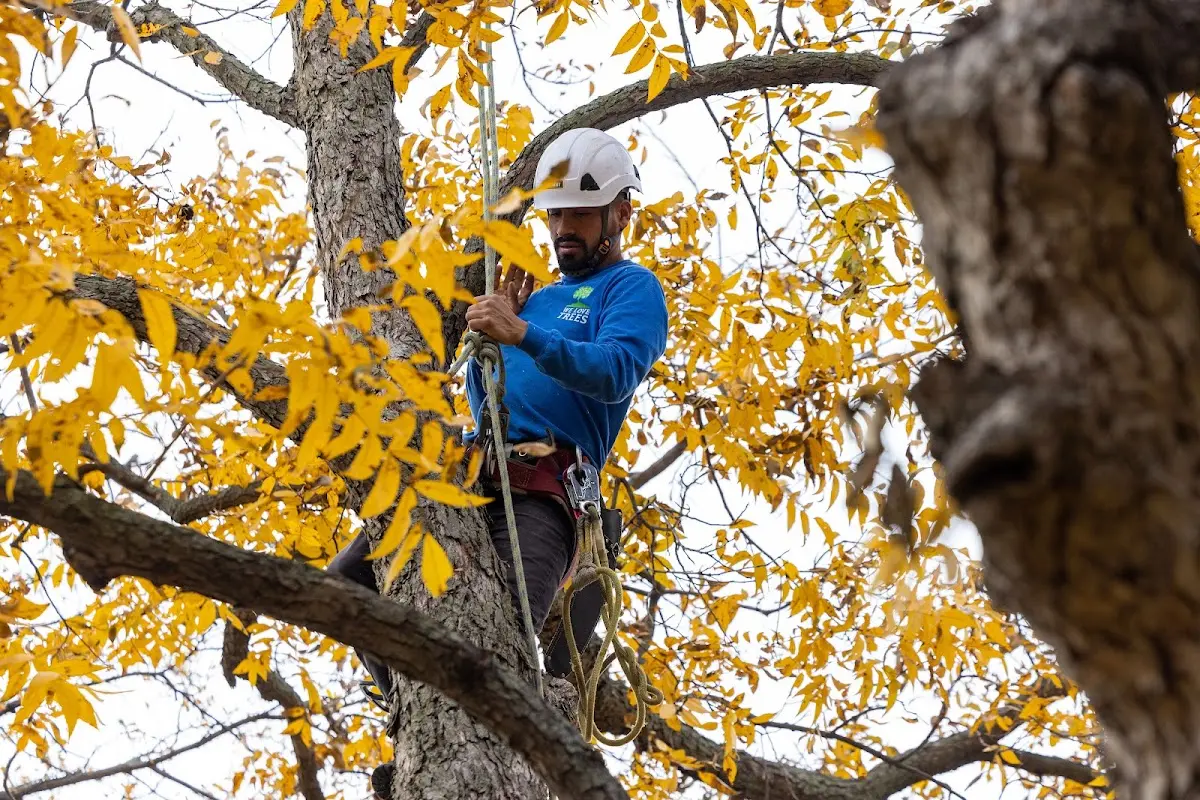 Skilled Tree Pruning crew working in Haworth
